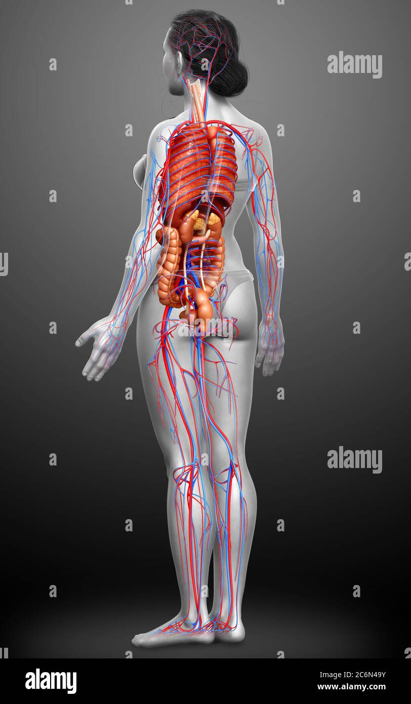 3d Rendered Medically Accurate Illustration Of The Female Circulatory 3d-rendered-medically-accurate-illustration-of-the-female-circulatory