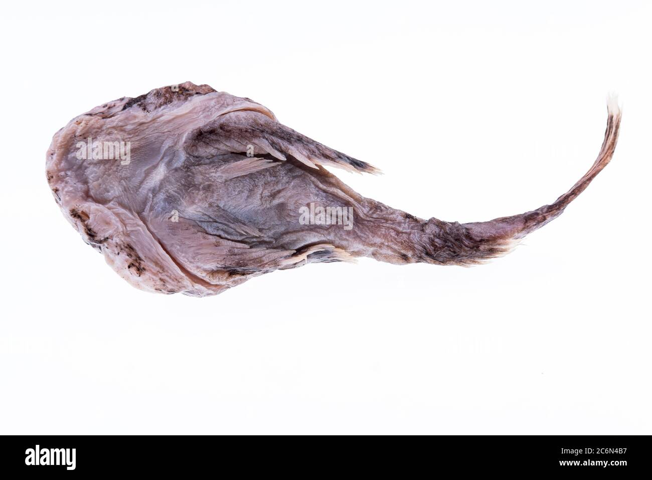 (don't have the corresponding cataloguation of this fish, will update) from the collection of the Spanish Institute of Oceanography of Malaga, Spain. Stock Photo