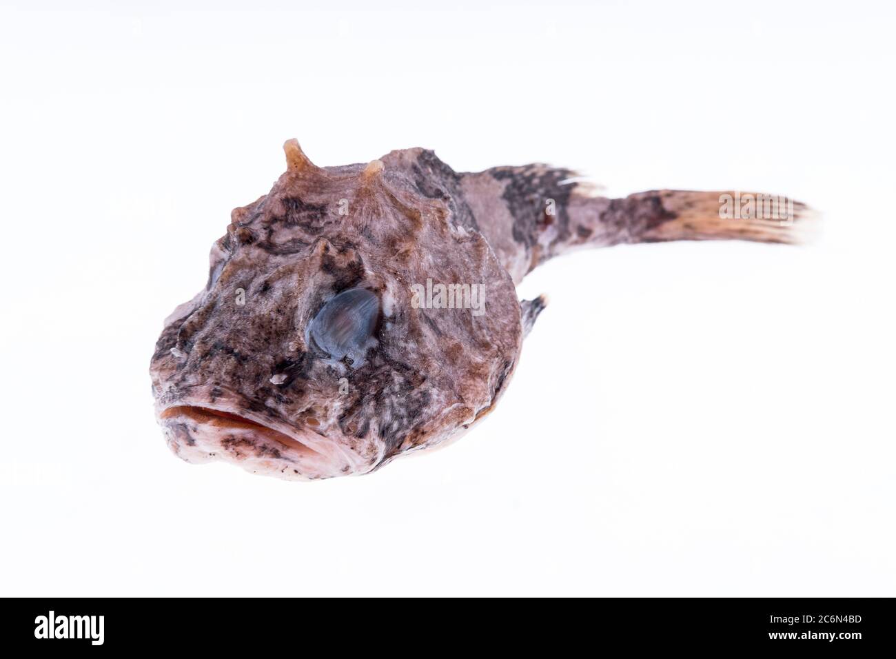 (don't have the corresponding cataloguation of this fish, will update) from the collection of the Spanish Institute of Oceanography of Malaga, Spain. Stock Photo