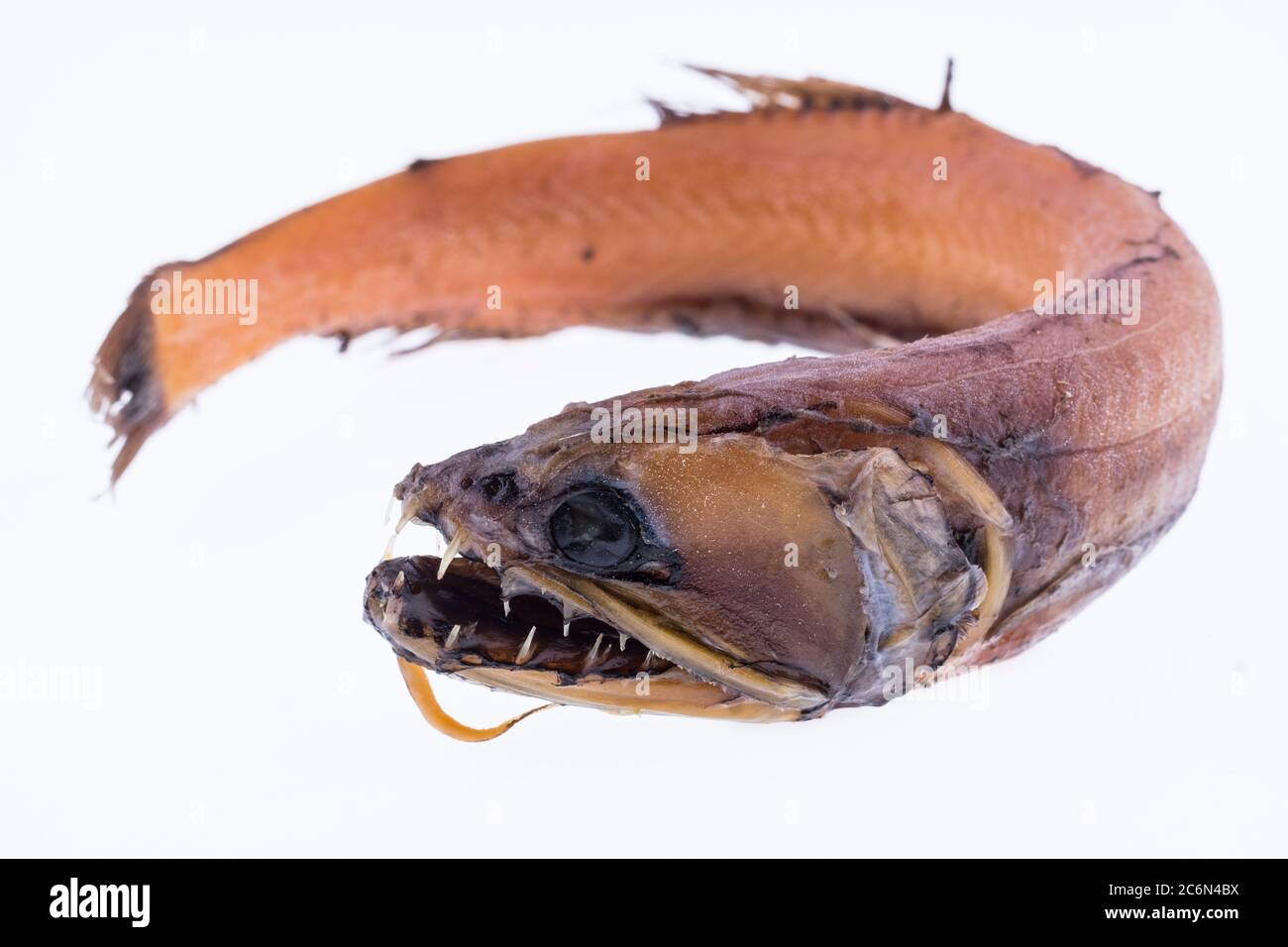 Astronesthes neopogon fished in Mauritania (East Atlantic Ocean) from the collection of the Spanish Institute of Oceanography of Malaga, Spain. Stock Photo