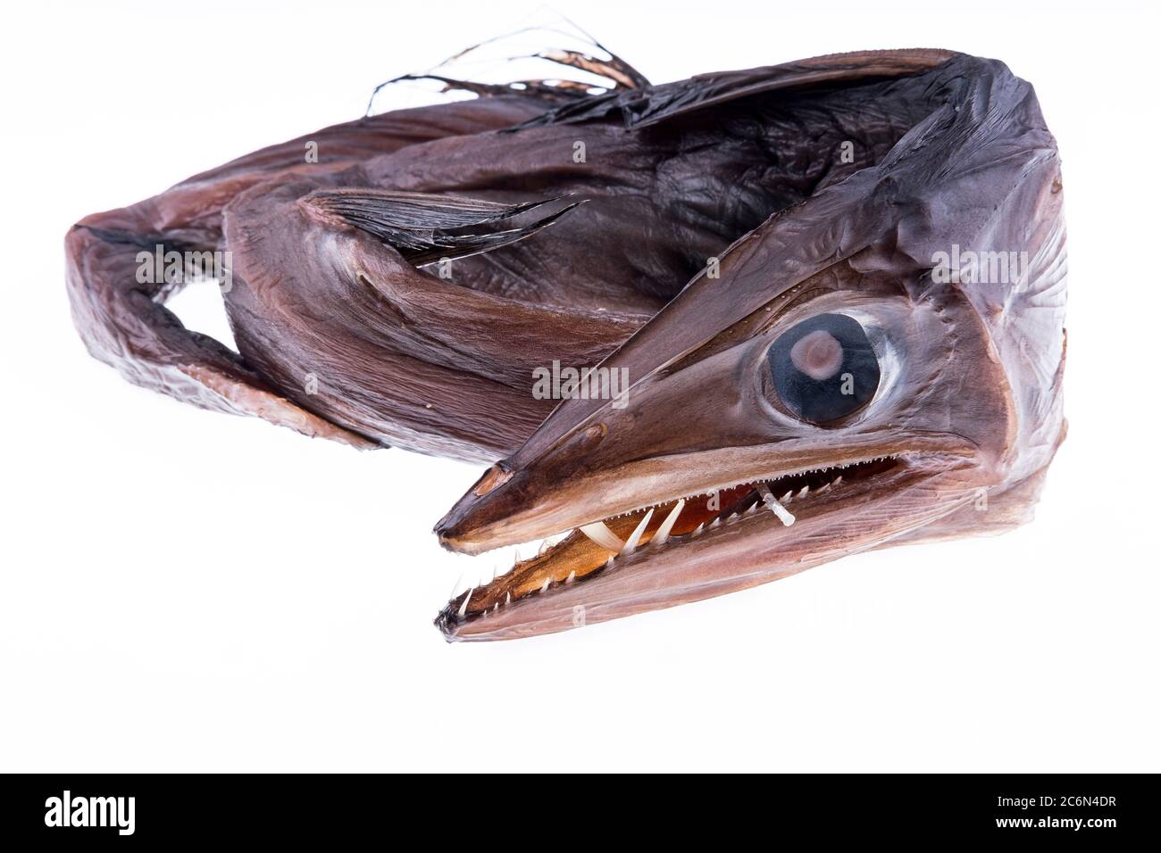 From the collection of the Spanish Institute of Oceanography of Malaga, Spain. Stock Photo