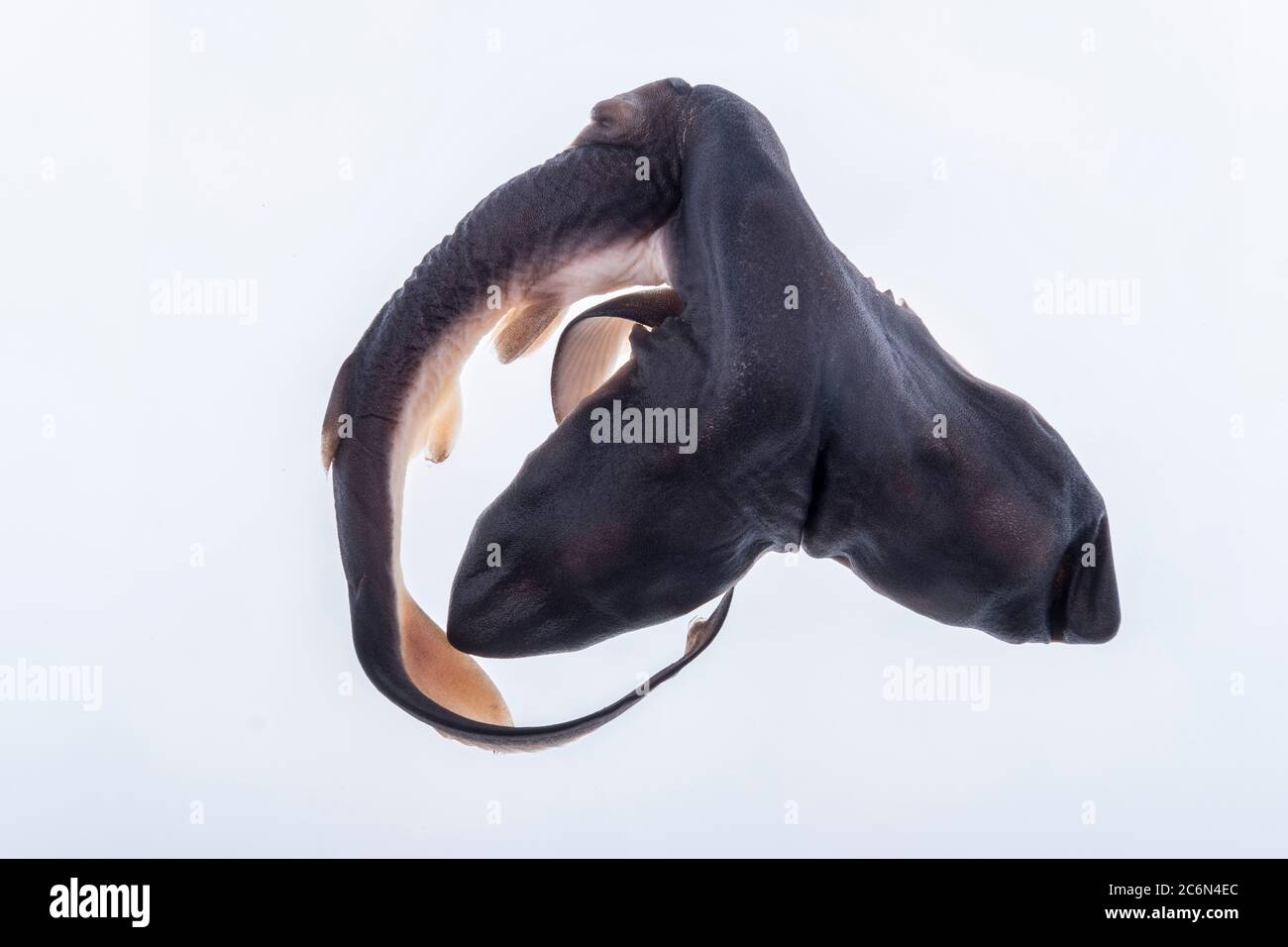Two-headed baby shark from the collection of the Spanish Institute of Oceanography of Malaga, Spain. Stock Photo