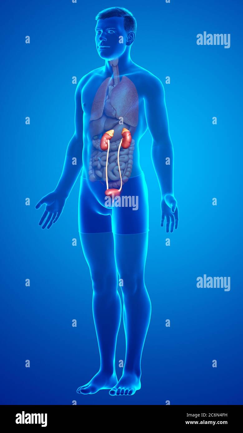 3d rendered, medically accurate illustration of the kidneys Stock Photo ...