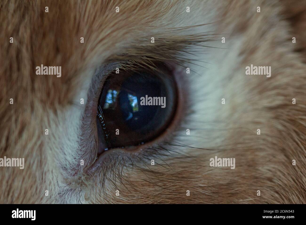 Brown fluffy farm rabbit eye and lashes close up Stock Photo Alamy