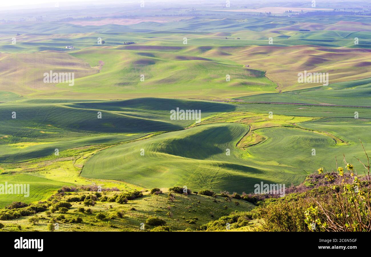 Rolling hills with wheat fields in morning hours at Palouse, Washington