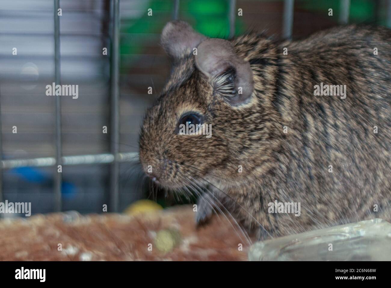 Mole Rats High Resolution Stock Photography And Images Alamy