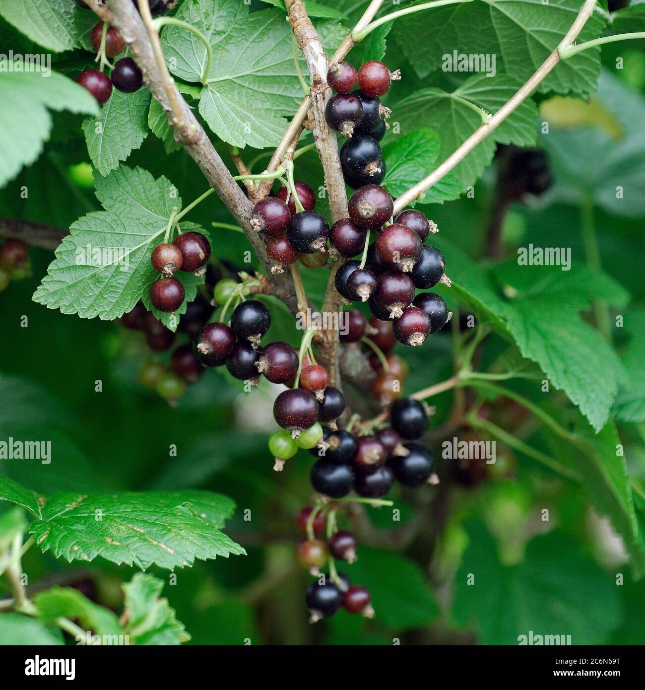Ribes nigrum Ojebyn, Ribes nigrum Ojebyn Stock Photo Alamy
