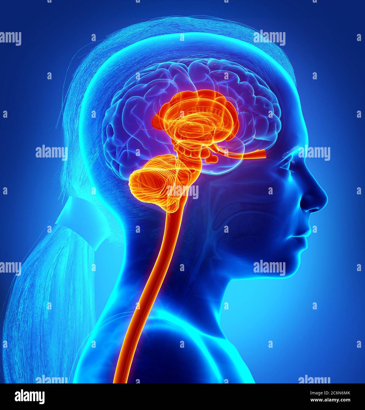 3d rendered medically accurate illustration of the interior brain ...