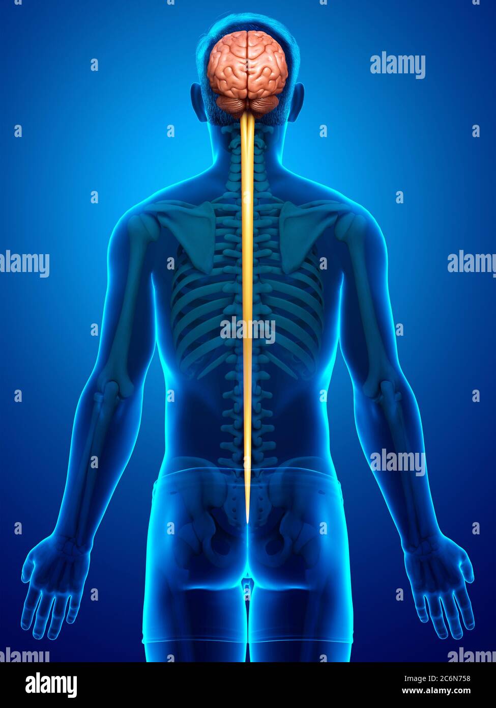 3d rendered medically accurate illustration of a male brain Stock Photo ...