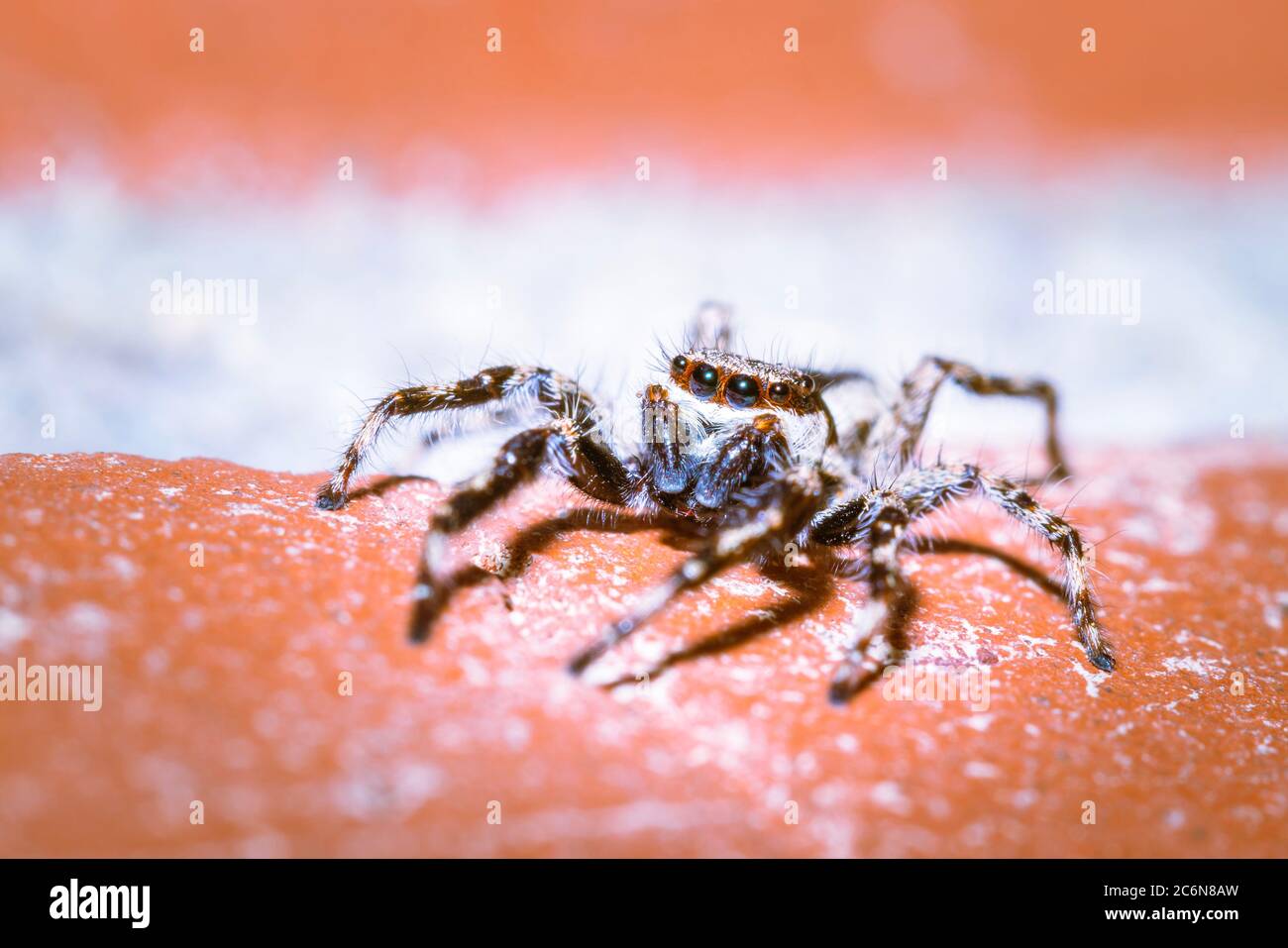Black and White striped Jumping spider (salticidae) sitting on a wall