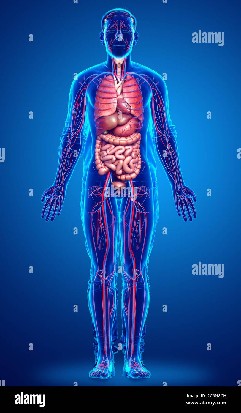 3d rendered medically accurate illustration of the male circulatory ...