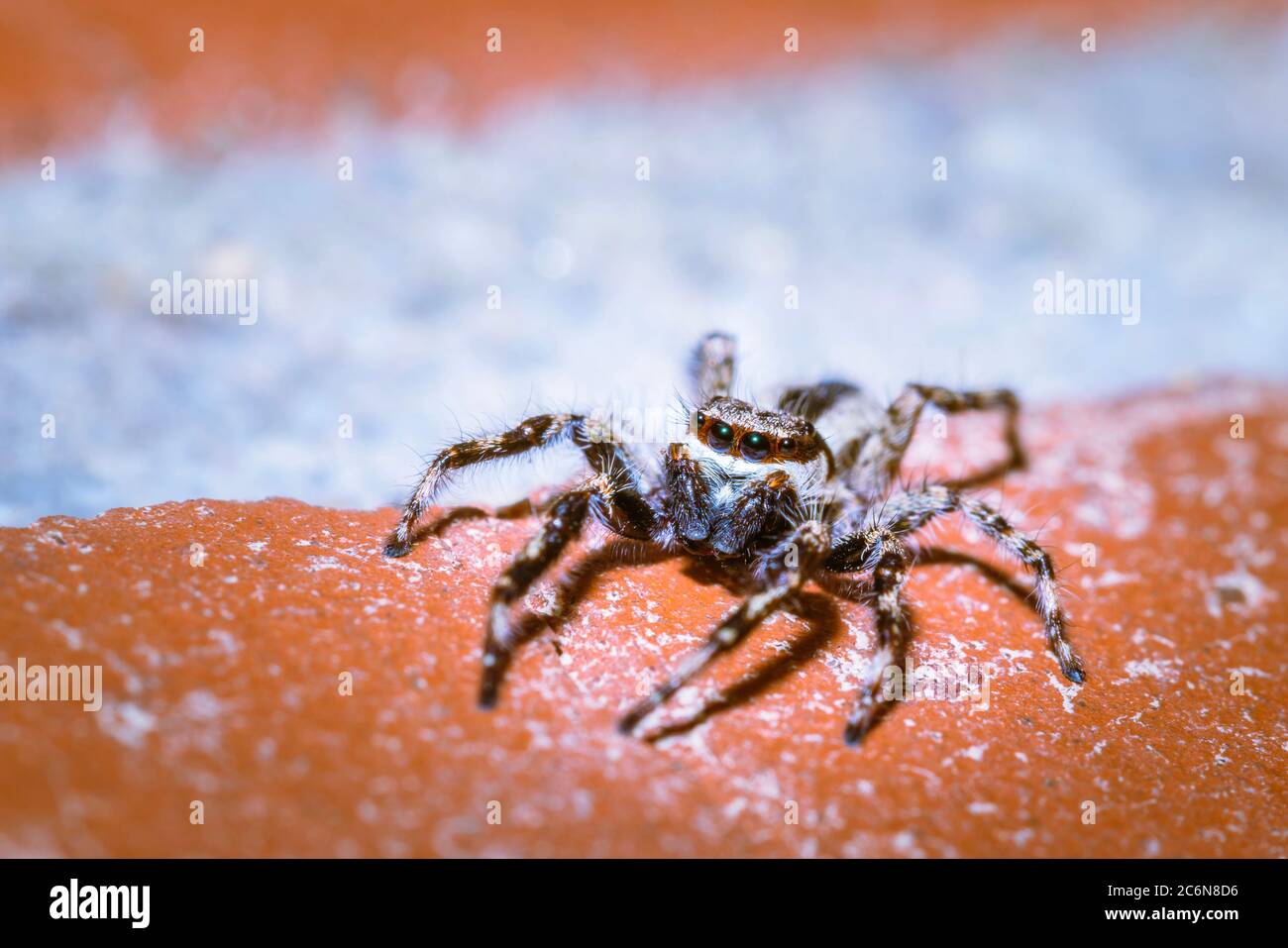 Black and White striped Jumping spider (salticidae) sitting on a wall, Cape Town, South Africa Stock Photo