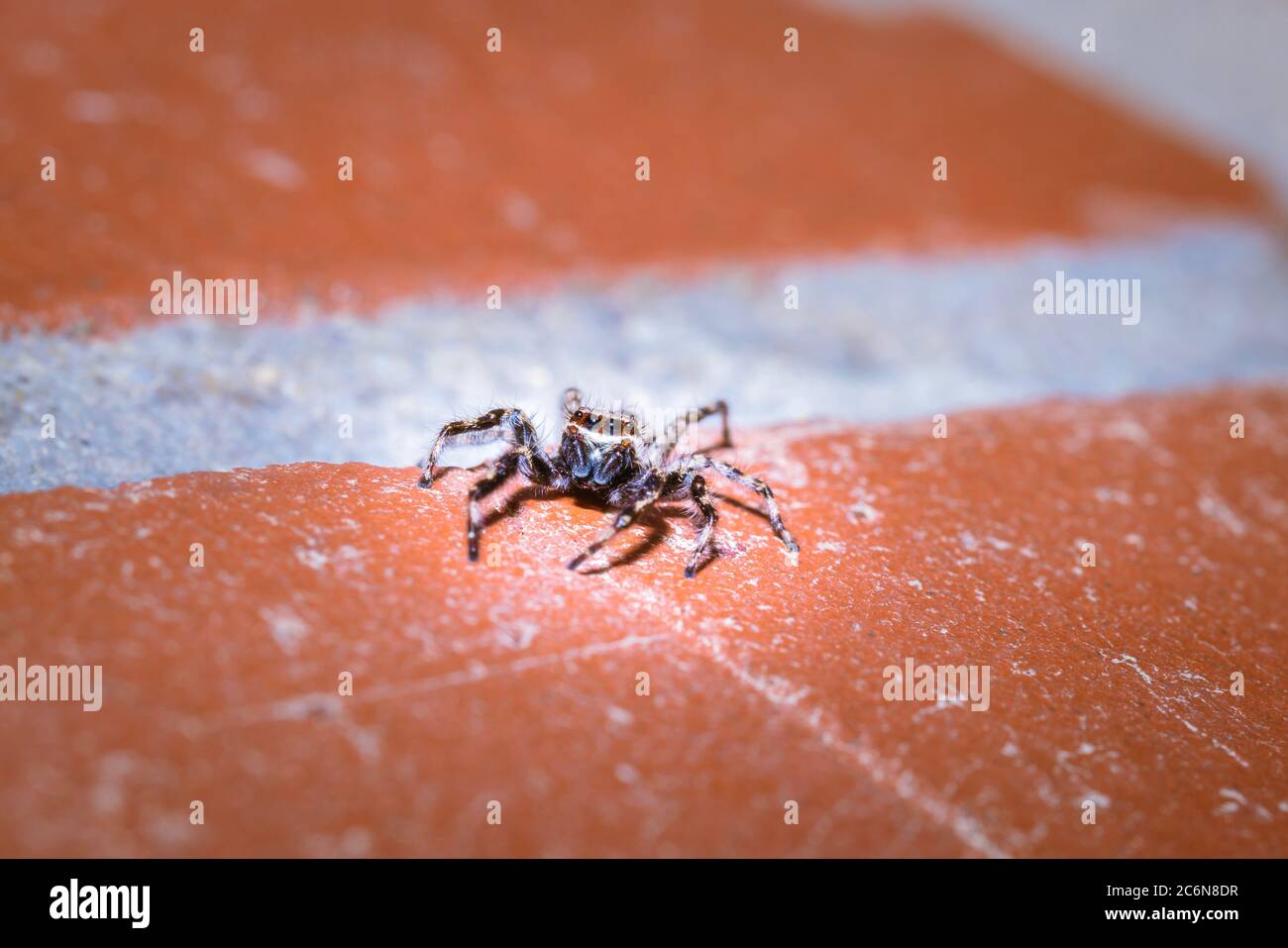 Black and White striped Jumping spider (salticidae) sitting on a wall