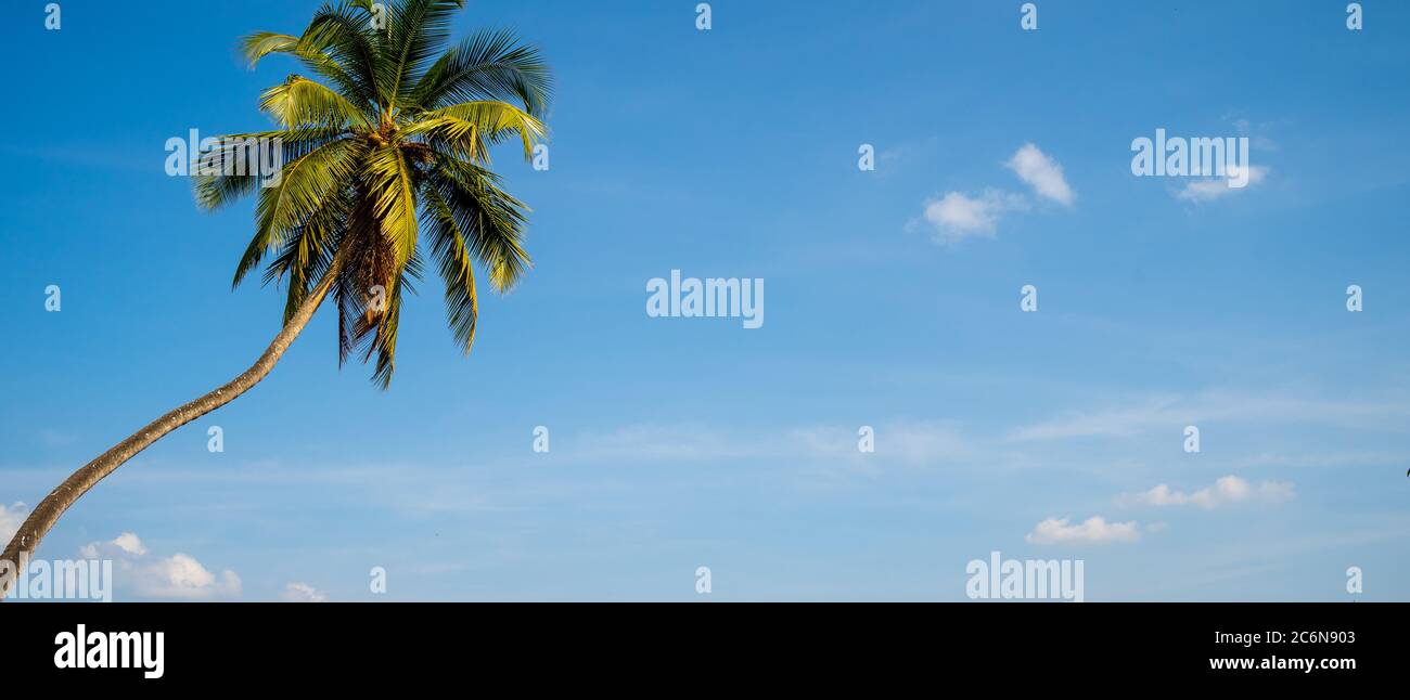 The palm tree on the background a sunny blue sky with the white clouds ...