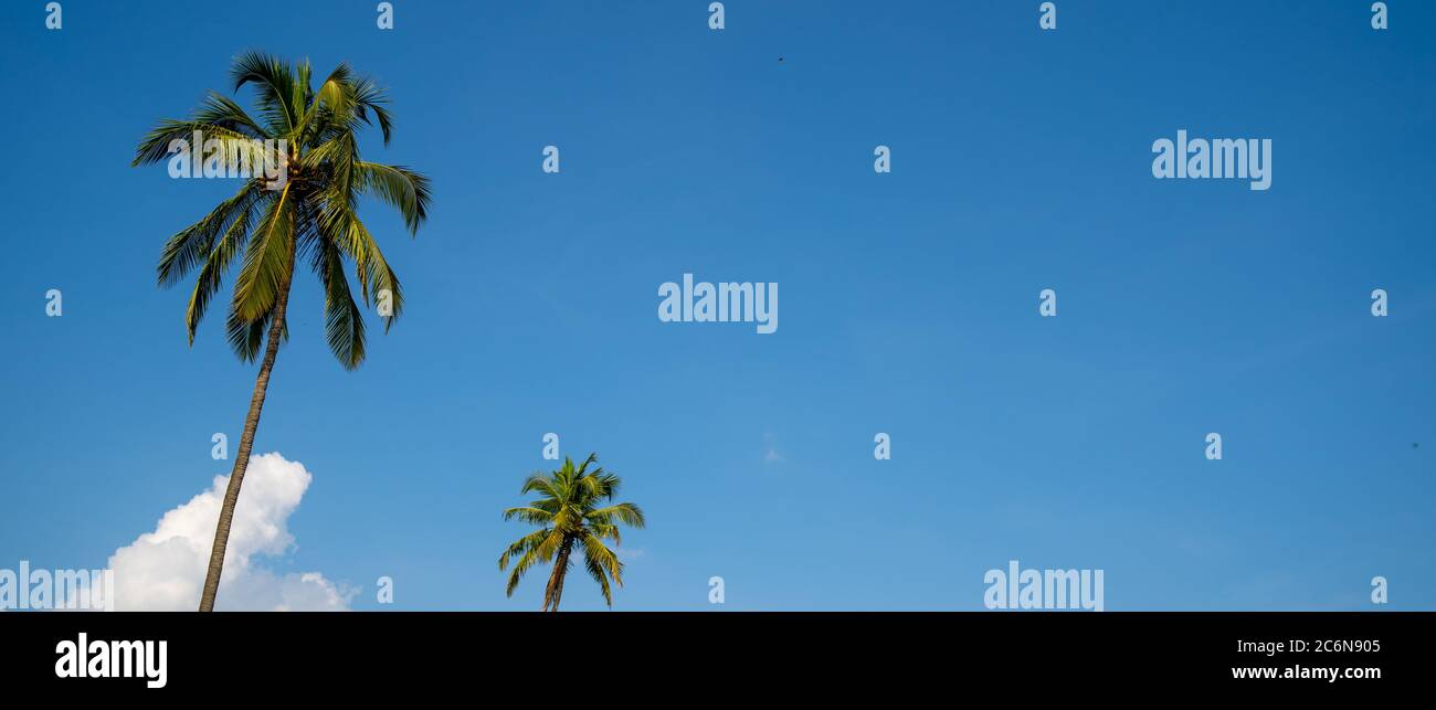 The palm tree on the background a sunny blue sky with the white clouds ...