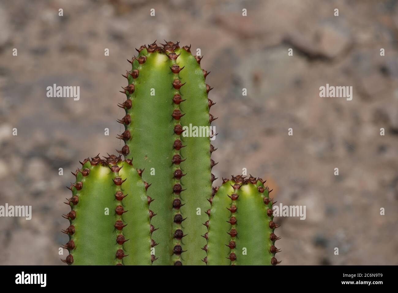 Green cactuses - composing - against rocky background, threefold group Stock Photo