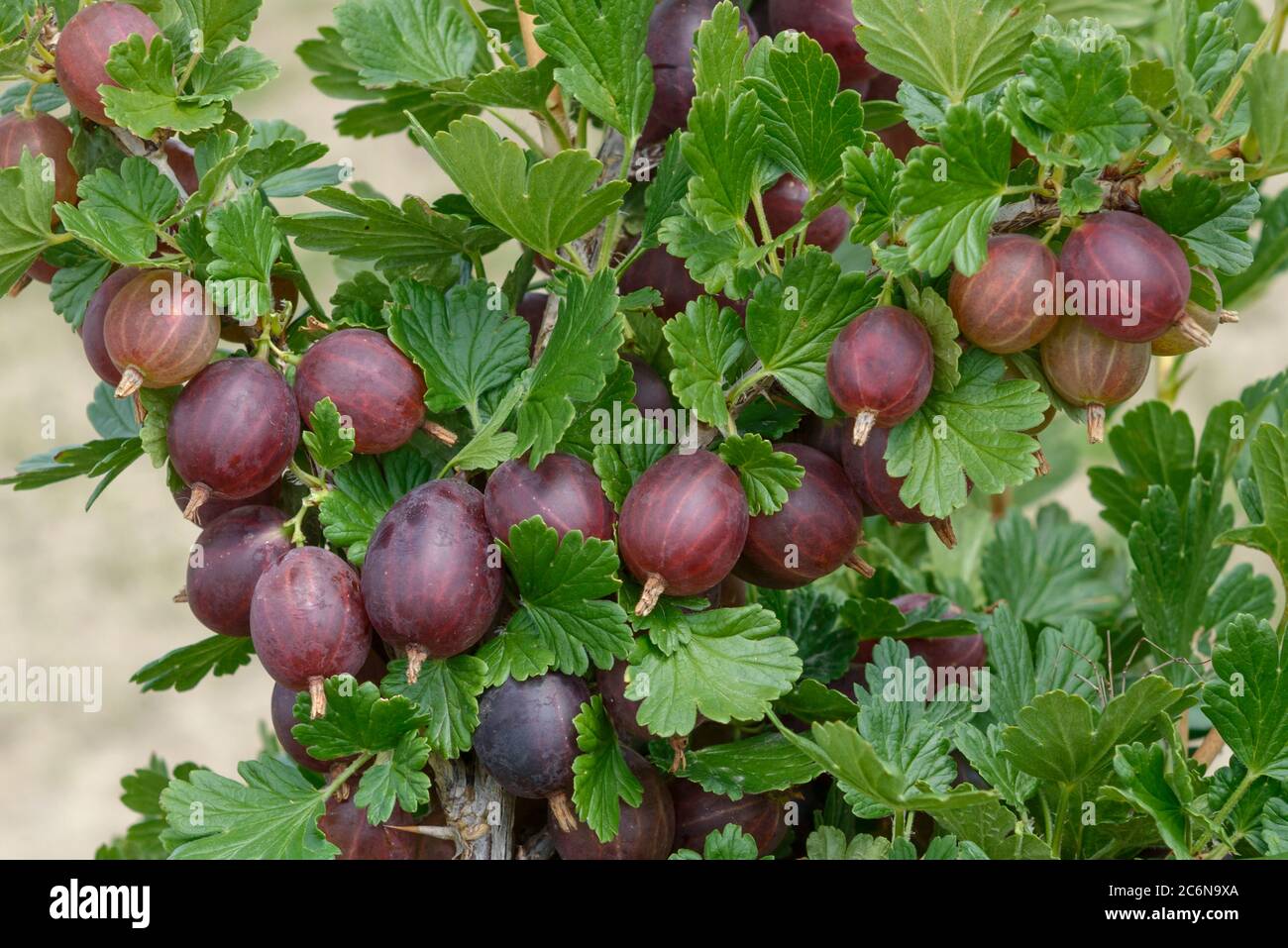 Stachelbeere Ribes uva-crispa HINNONMaeKI ROT, Gooseberry Ribes uva-crispa HINNONMaeKI RED Stock Photo