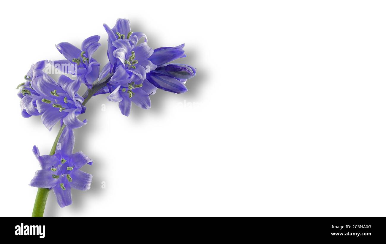 Blue bellflower - Campanula - released on white background Stock Photo