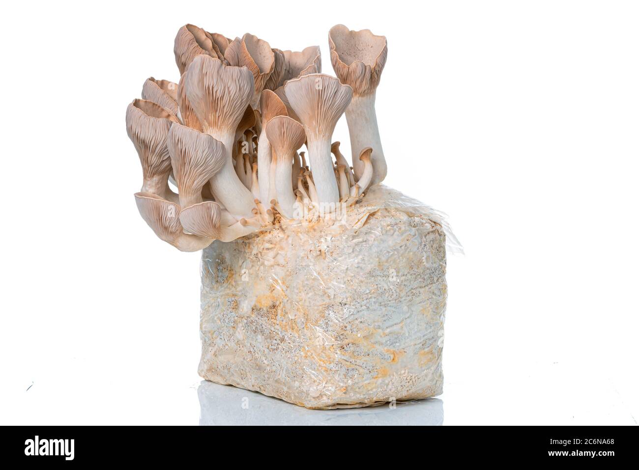 Pleurotus eryngii known as king trumpet mushroom, French horn mushroom