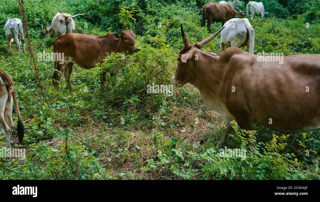 The young cows eats a grass on a sunny day. Stock Photo