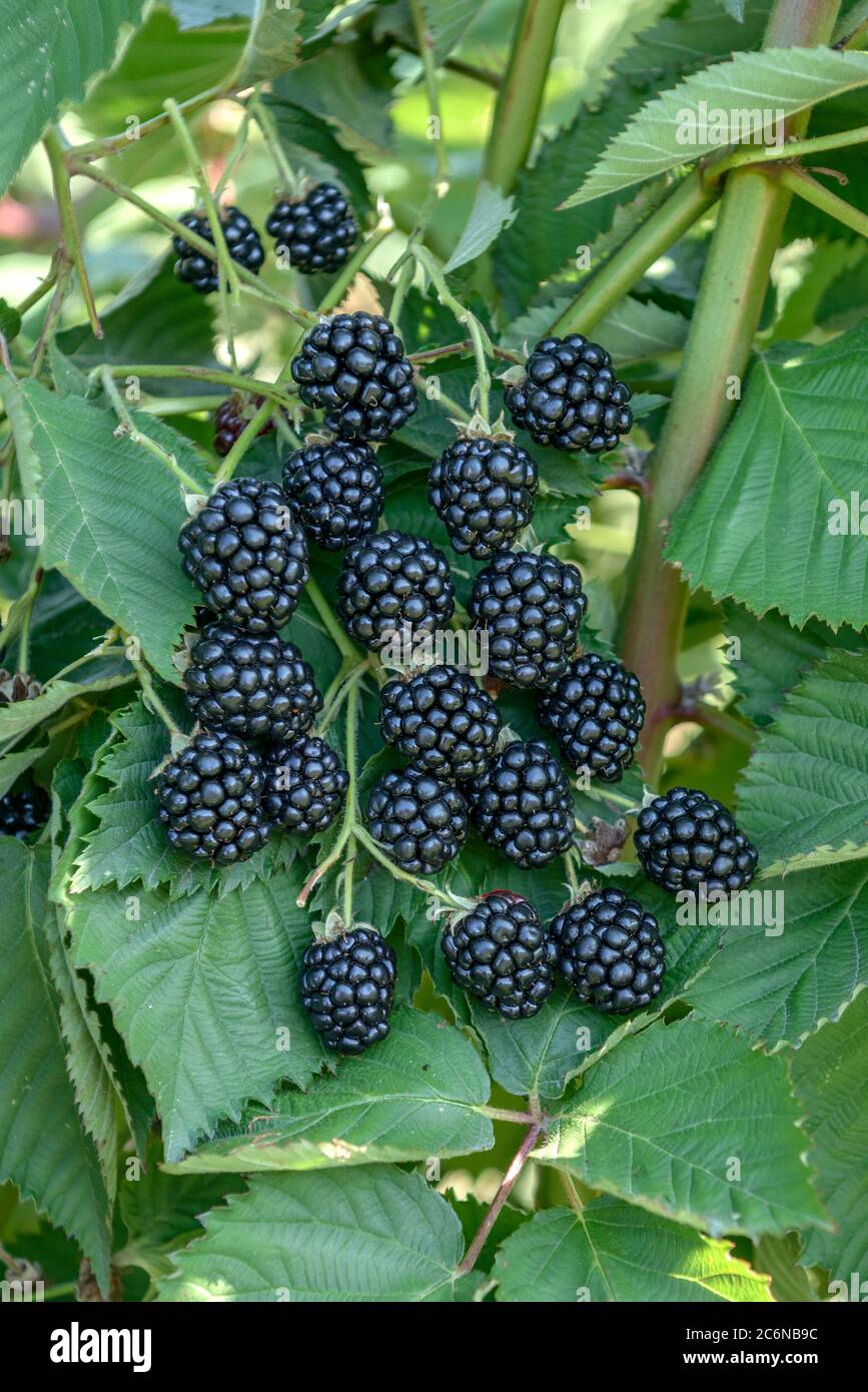 Arkansas blackberry hires stock photography and images Alamy