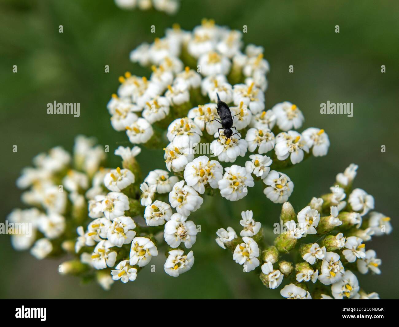 Close up of white common yarrow, Achillea millefolium Stock Photo