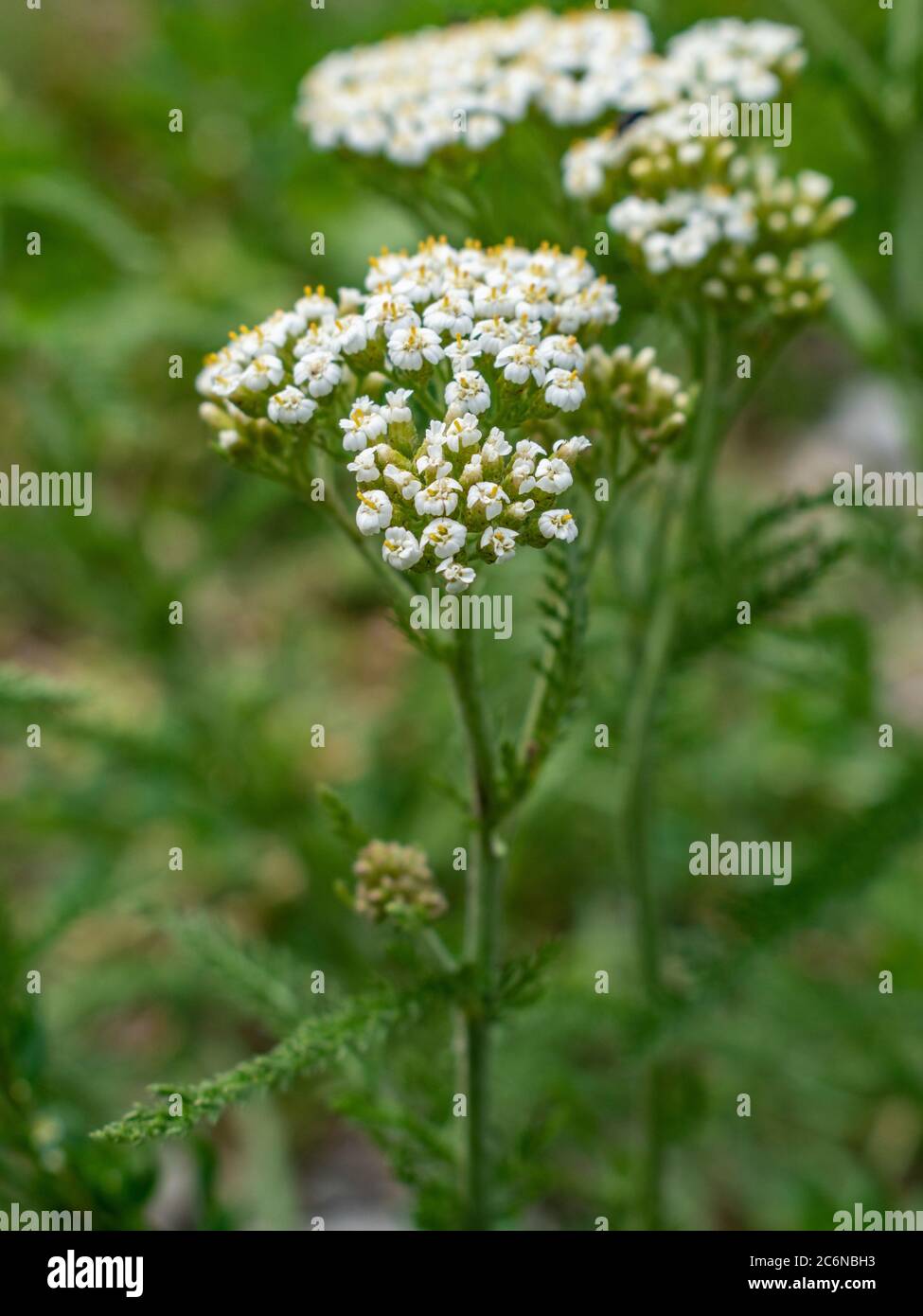 Common yarrow flowering plant Achillea millefolium Stock Photo