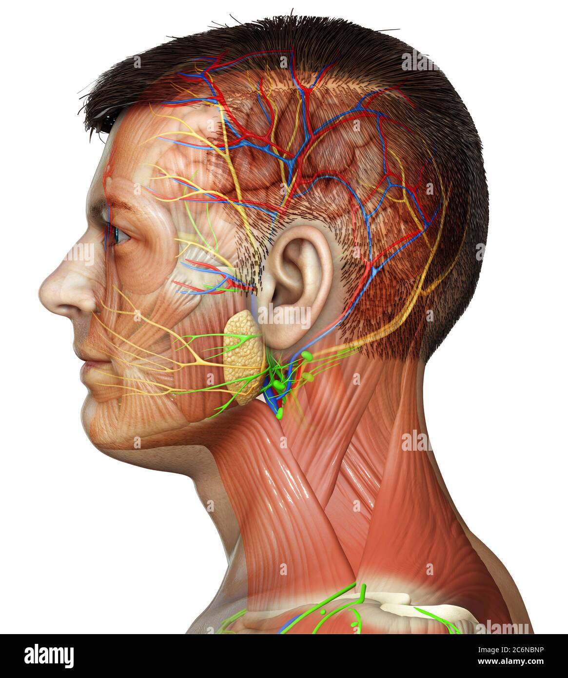 3d rendering medical illustration of male head anatomy for education Stock Photo