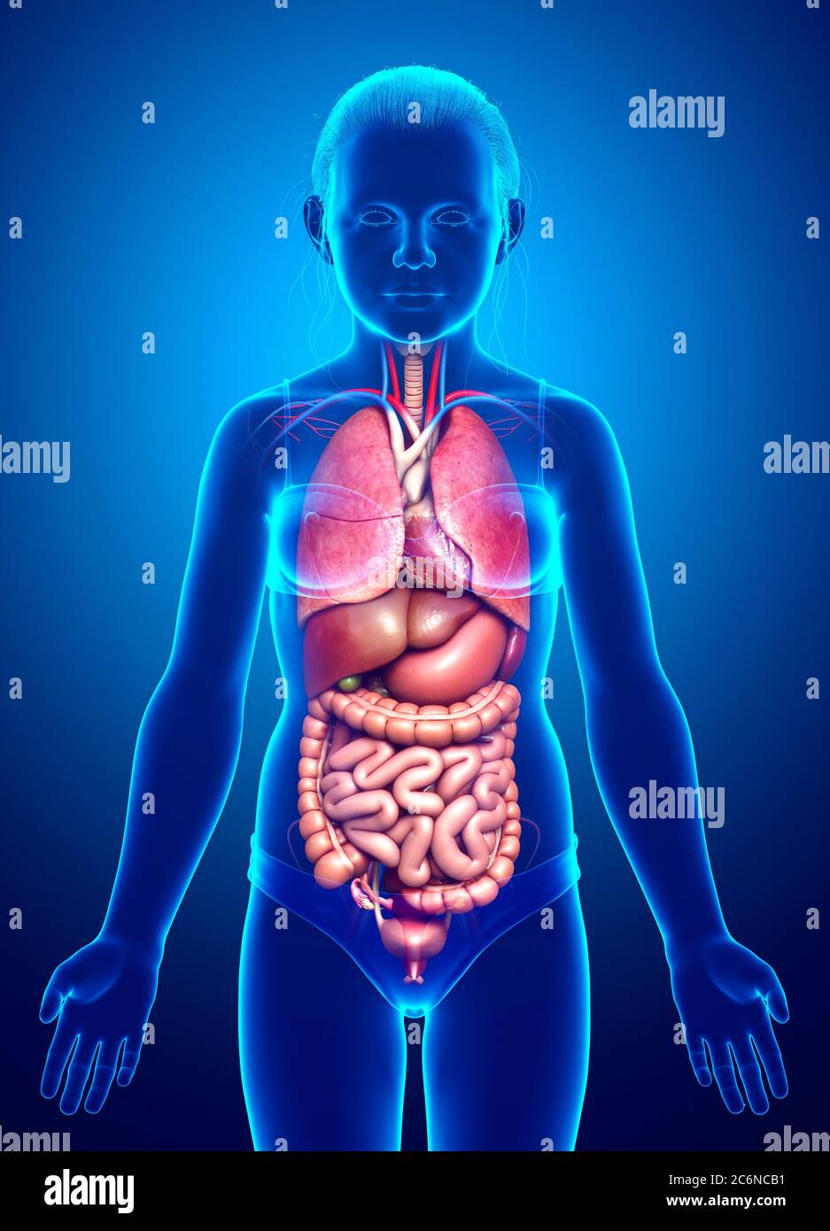 Internal organs girl illustration hires stock photography and images Alamy