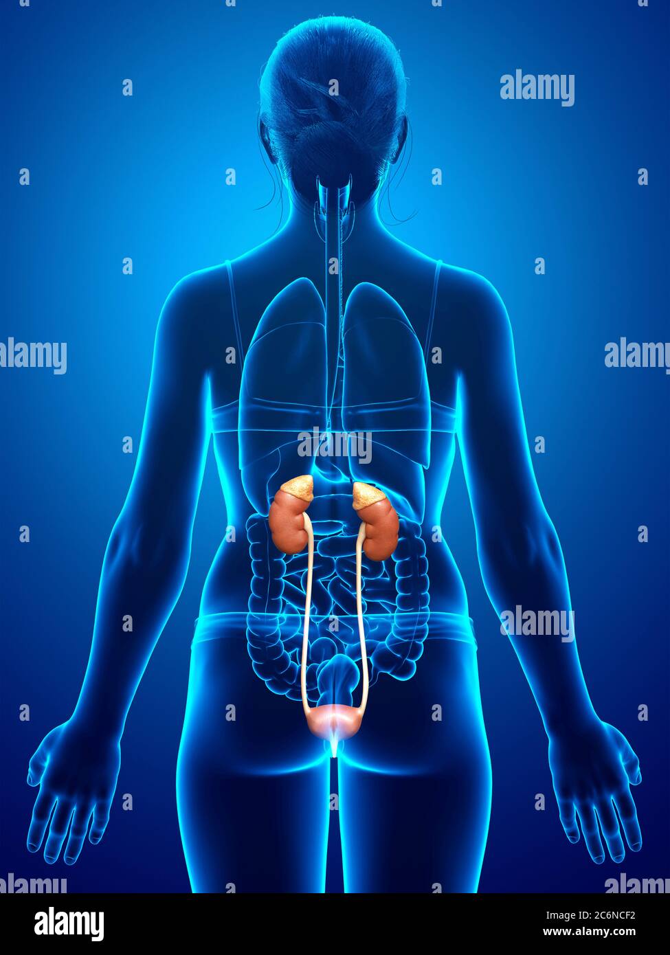 3d rendered, medically accurate illustration of female kidneys Stock ...