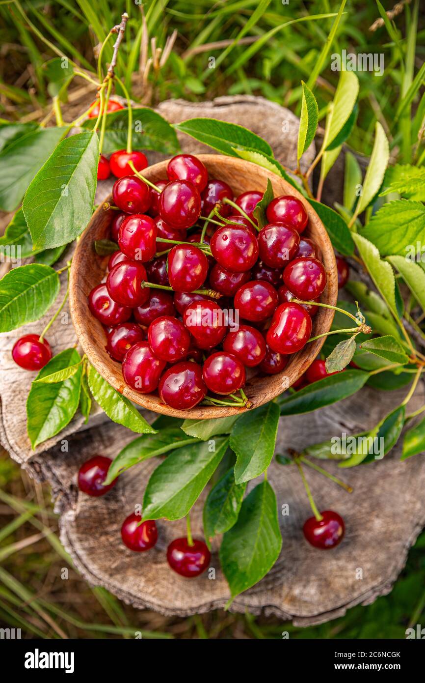 Flat lay of fresh sour cherries in a bowl, outdoor shot, harvest time Stock Photo
