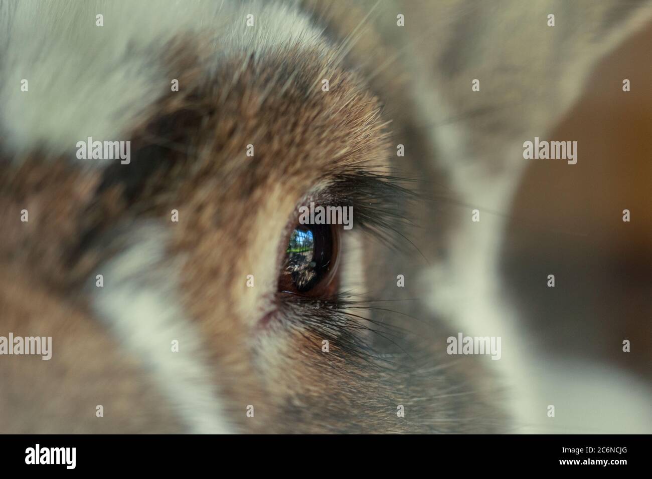 Brown fluffy farm rabbit eye and lashes close up Stock Photo Alamy