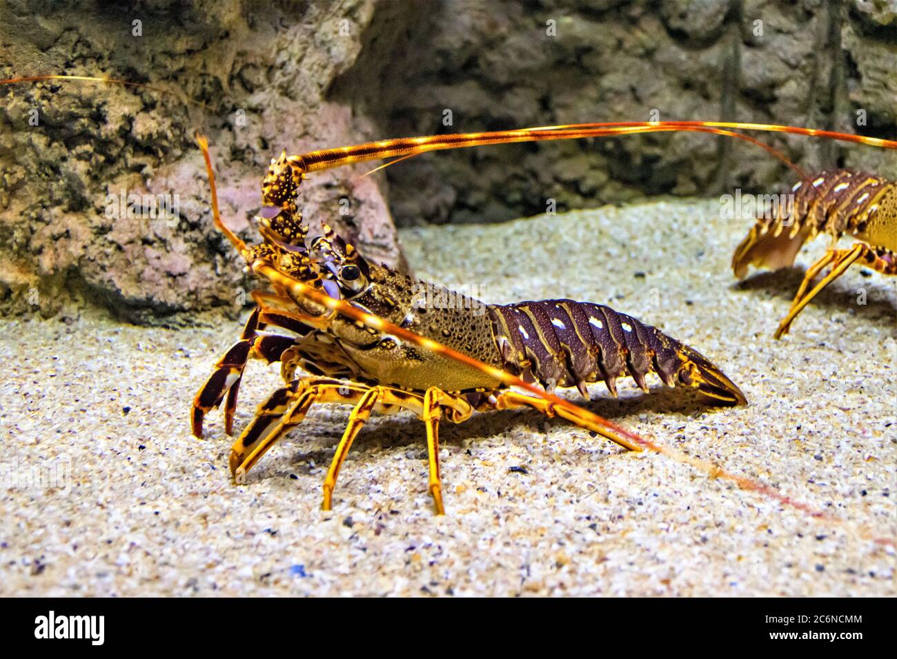 Lobster walking on the sand underwater, close up Stock Photo