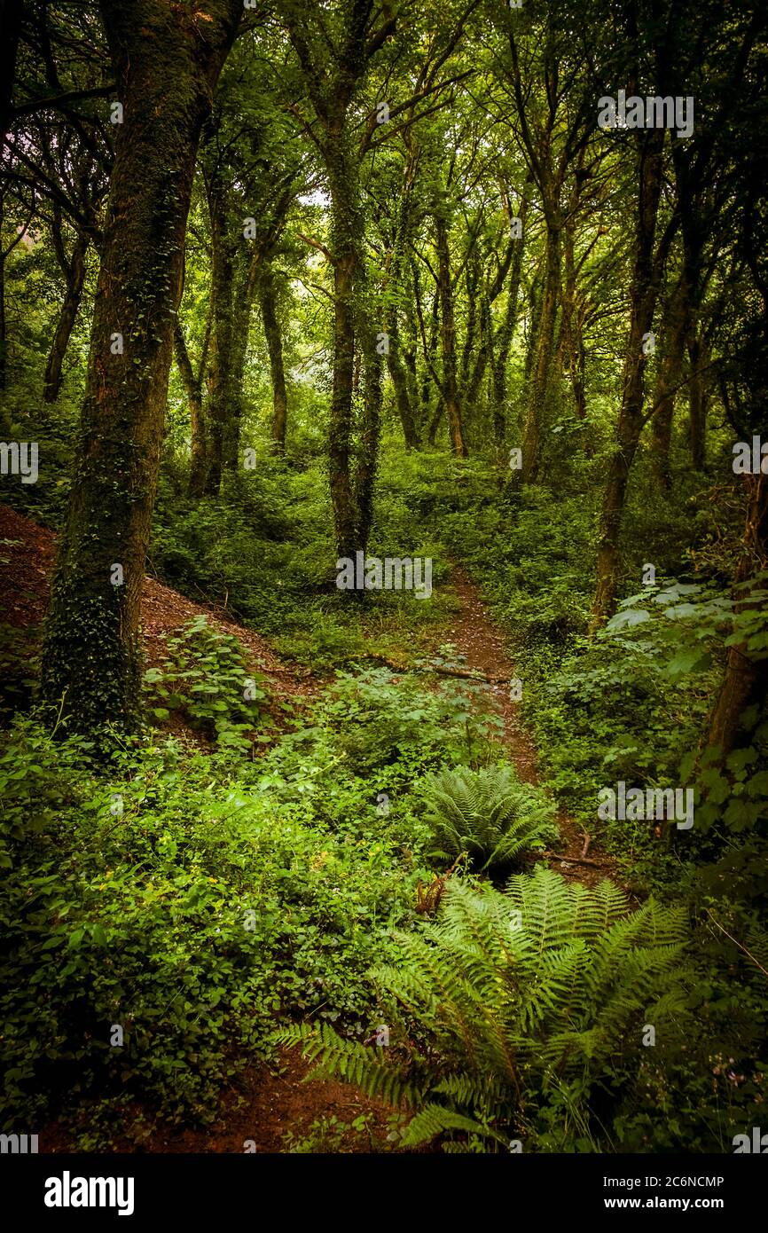 Metha Woods in the Lappa Valley near St Newlyn East in Cornwall. Stock Photo