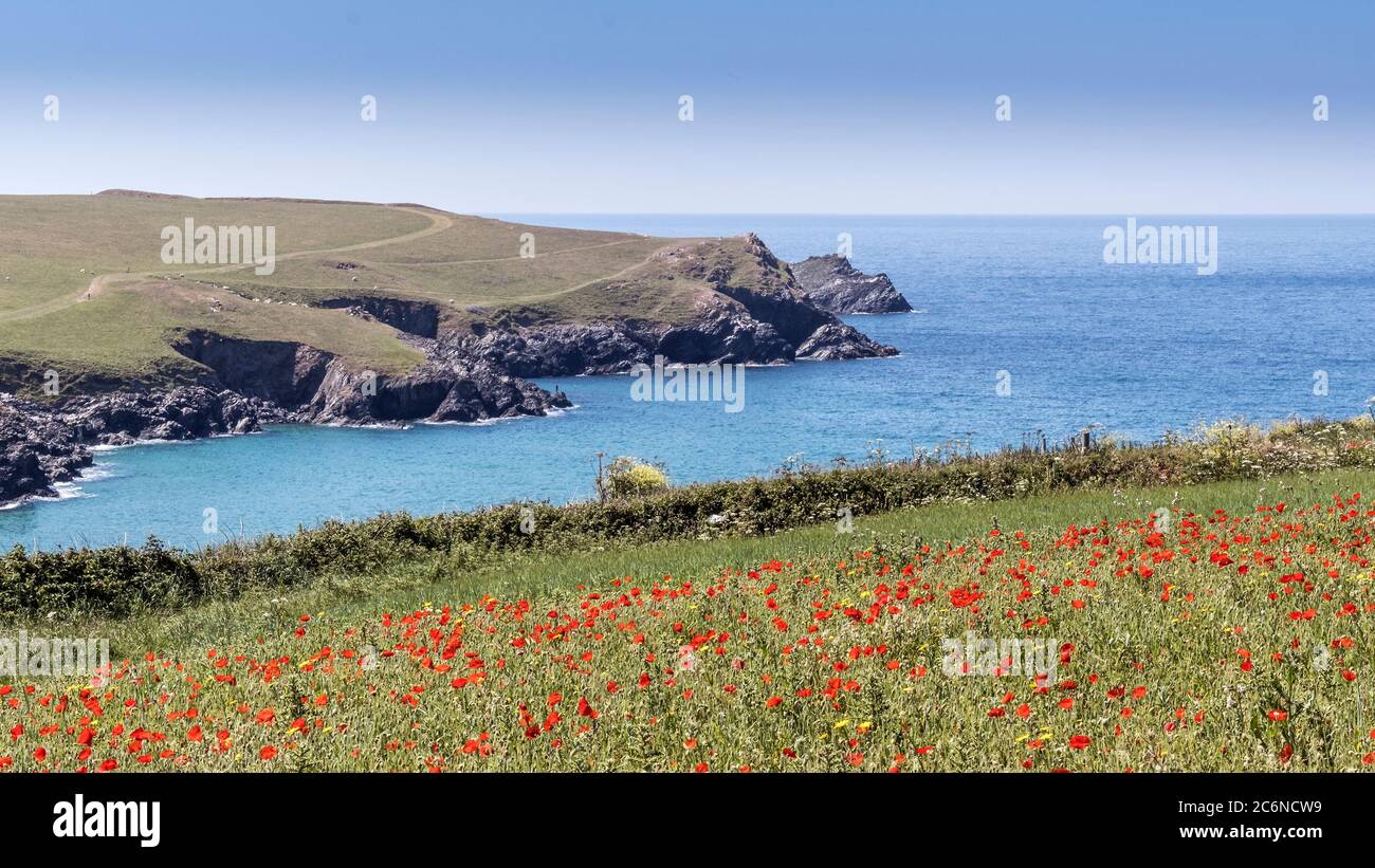 A panoramic view of the spectacular sight of Common Poppies Papaver rhoeas growing in a field overlooking Polly Porth Joke as part of the Arable Field Stock Photo
