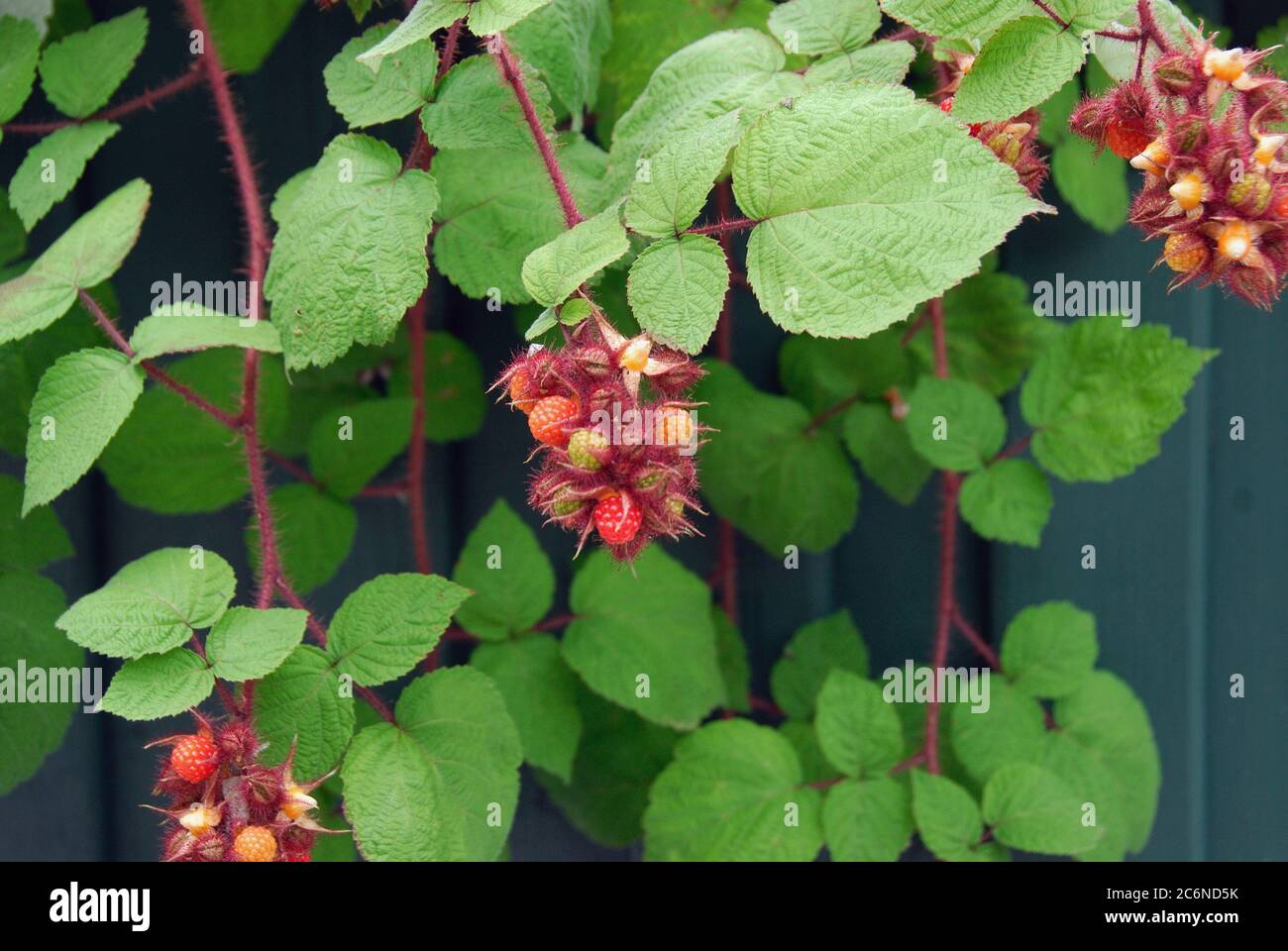 Rubus phoenicolasius, Rubus phoenicolasius Stock Photo
