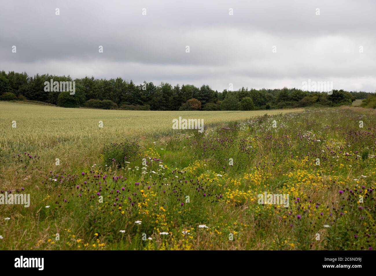 Wildflower field margin in summer Stock Photo