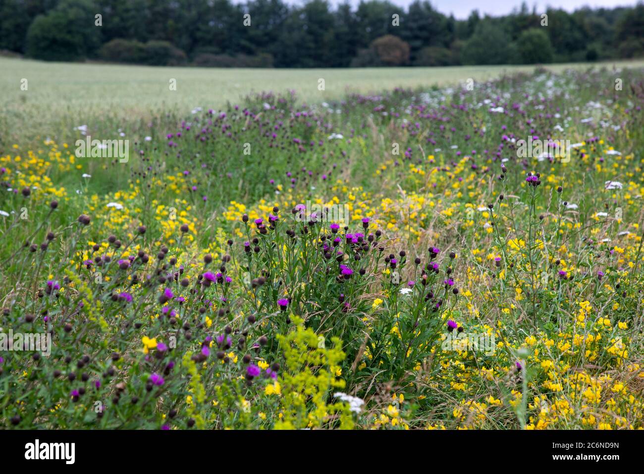 Wildflower field margin in summer Stock Photo