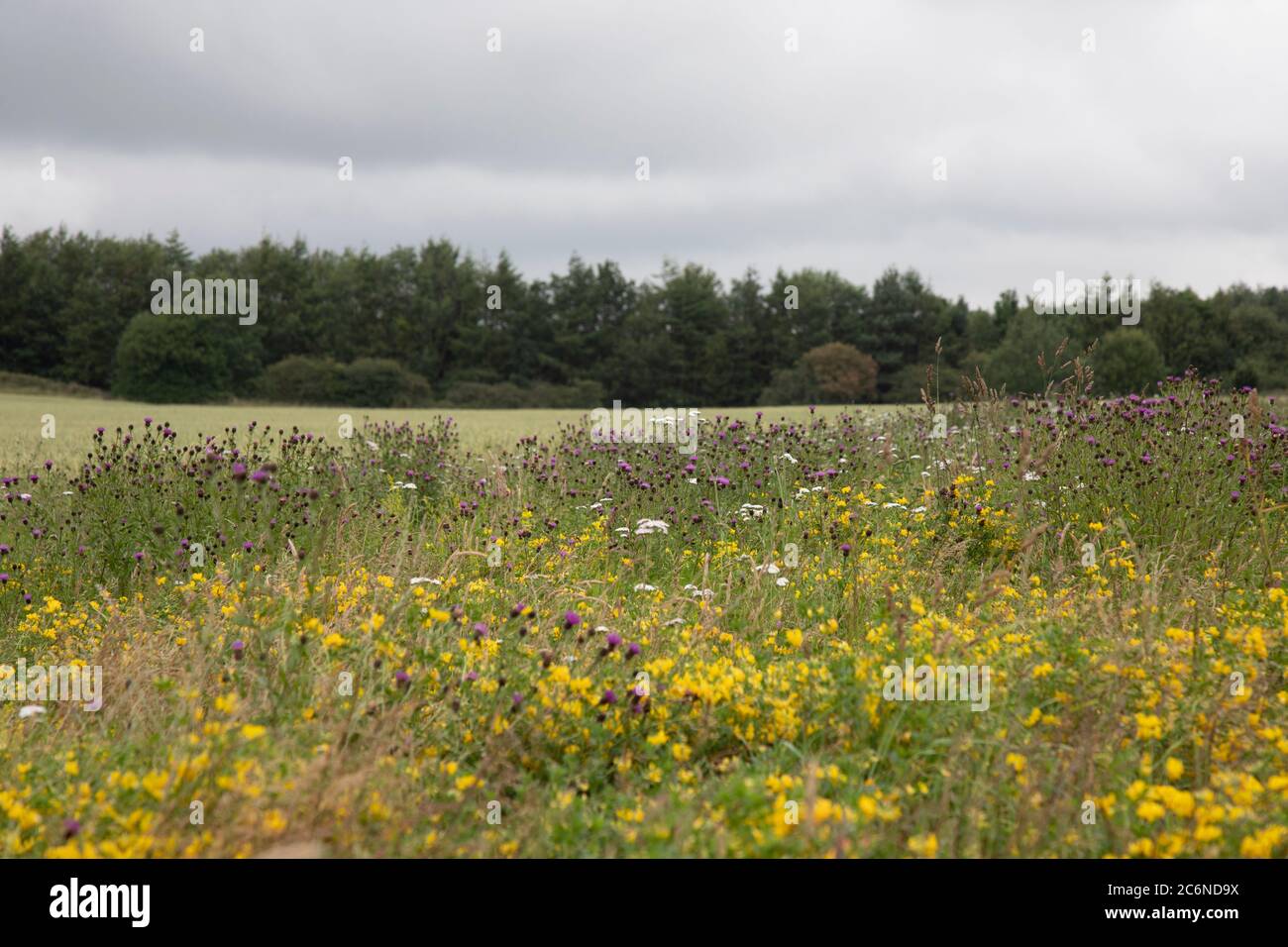 Wildflower field margin in summer Stock Photo