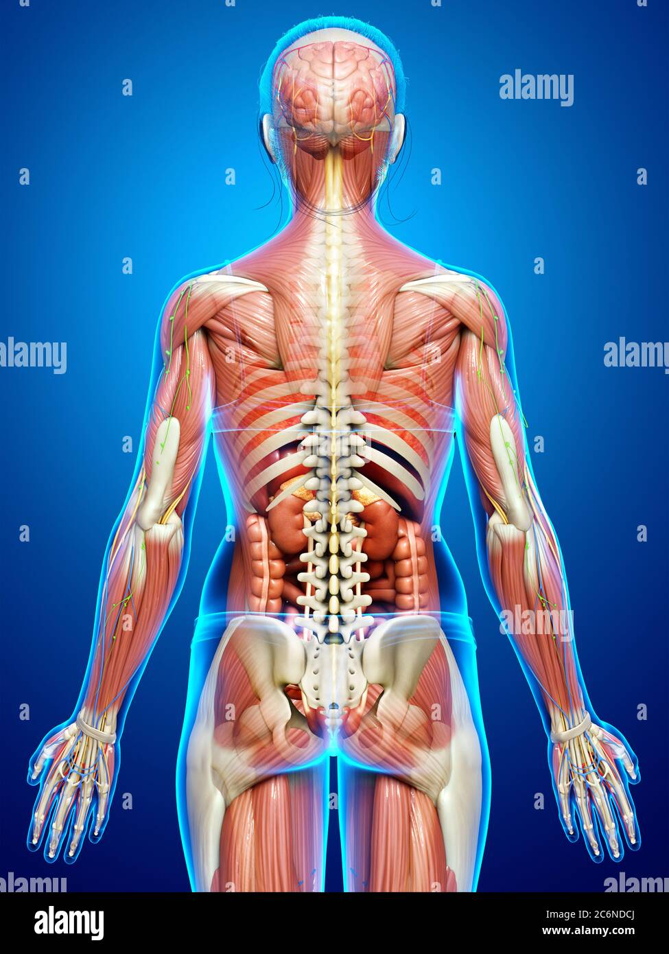 3d rendered medically accurate of the male anatomy Stock Photo - Alamy