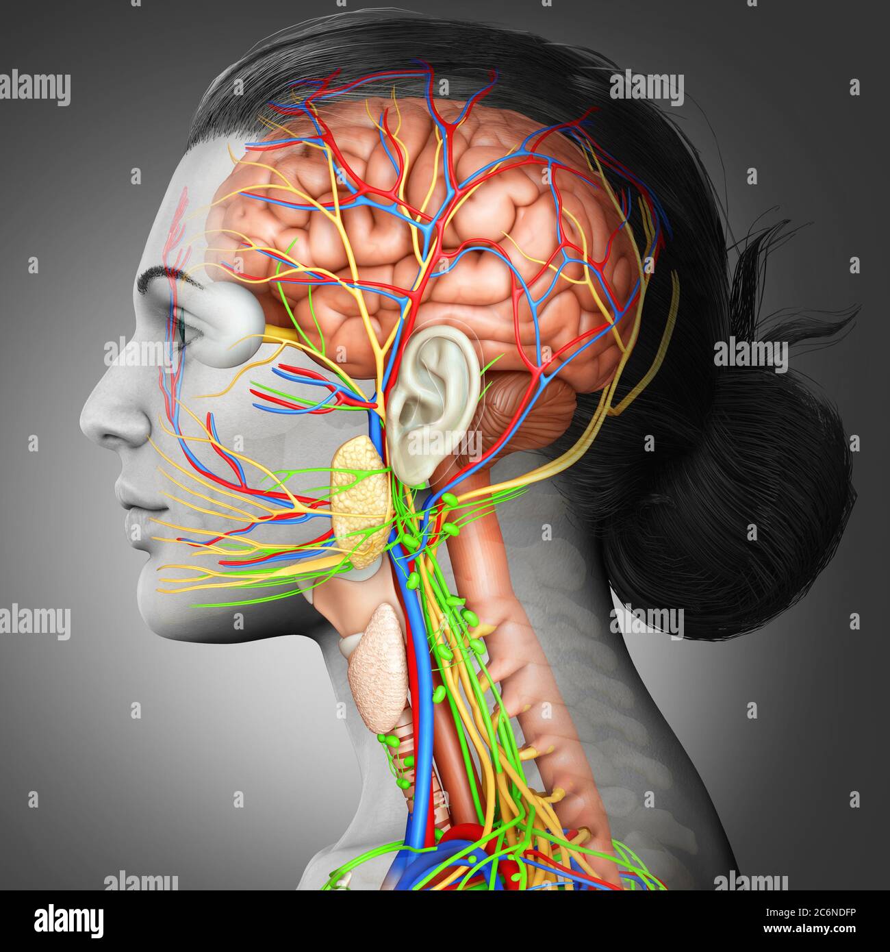 3d rendered medically accurate illustration of a female brain anatomy Stock Photo