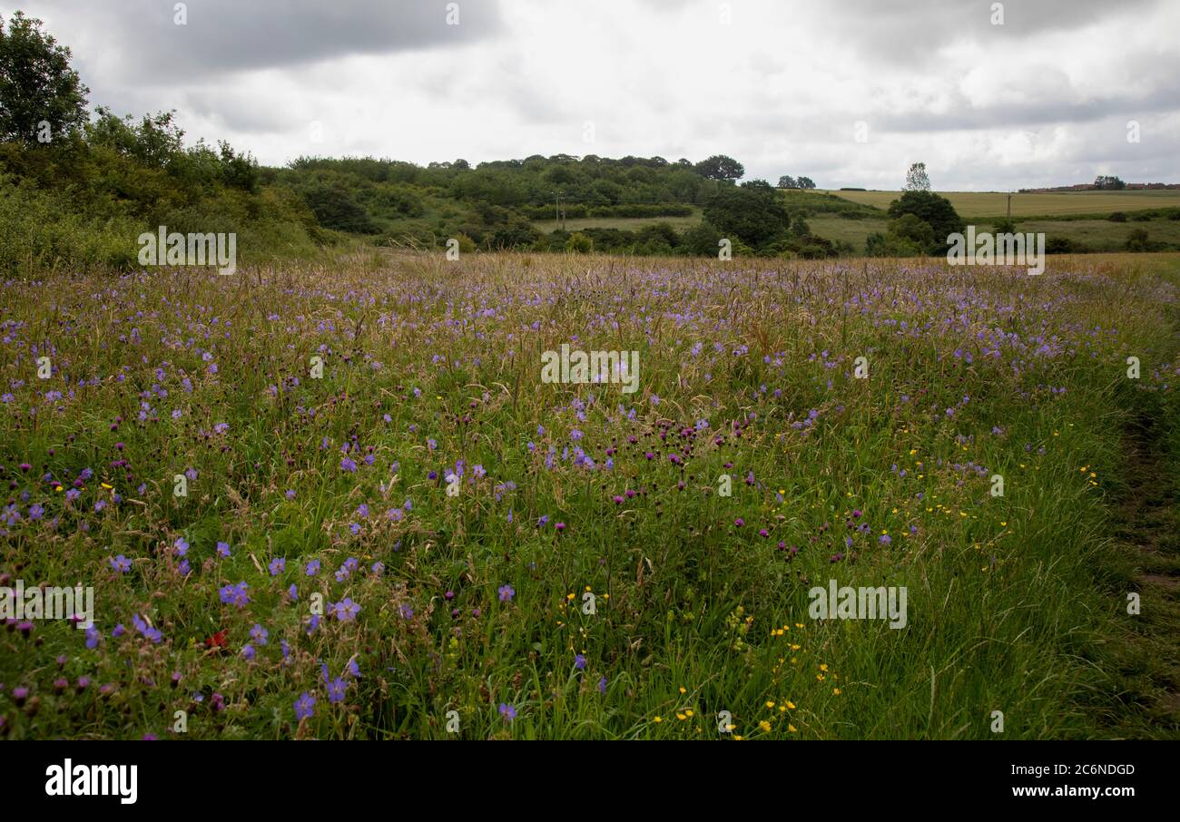 Meadow cranesbill wildflower hi-res stock photography and images - Alamy