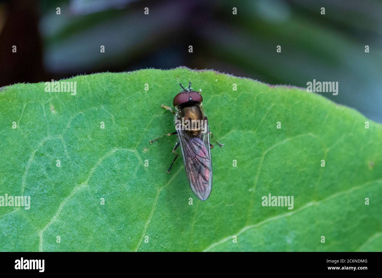Male Platycheirus albimanus hoverfly on leaf Stock Photo