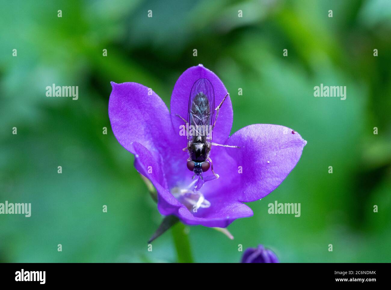 Female Platycheirus albimanus hoverfly on campanula flower Stock Photo