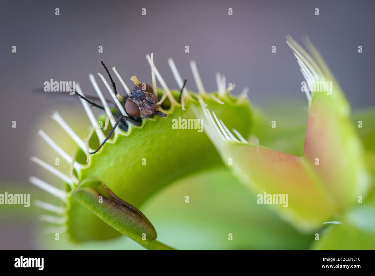 a close up image of a common green bottle fly trapped inside a venus flytrap Stock Photo