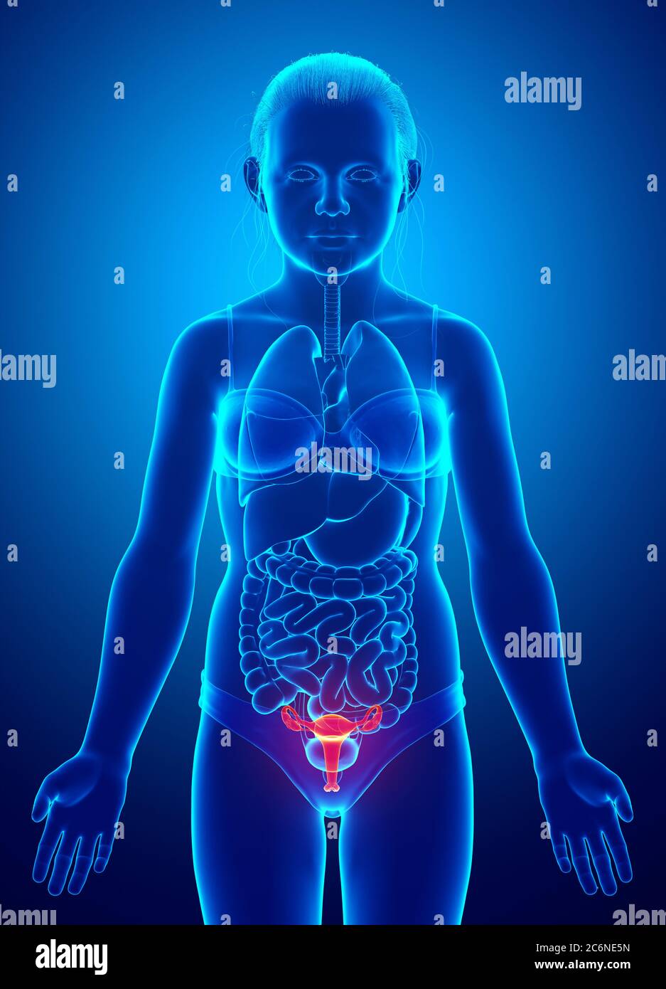 3d rendered medically accurate illustration of young girl uterus