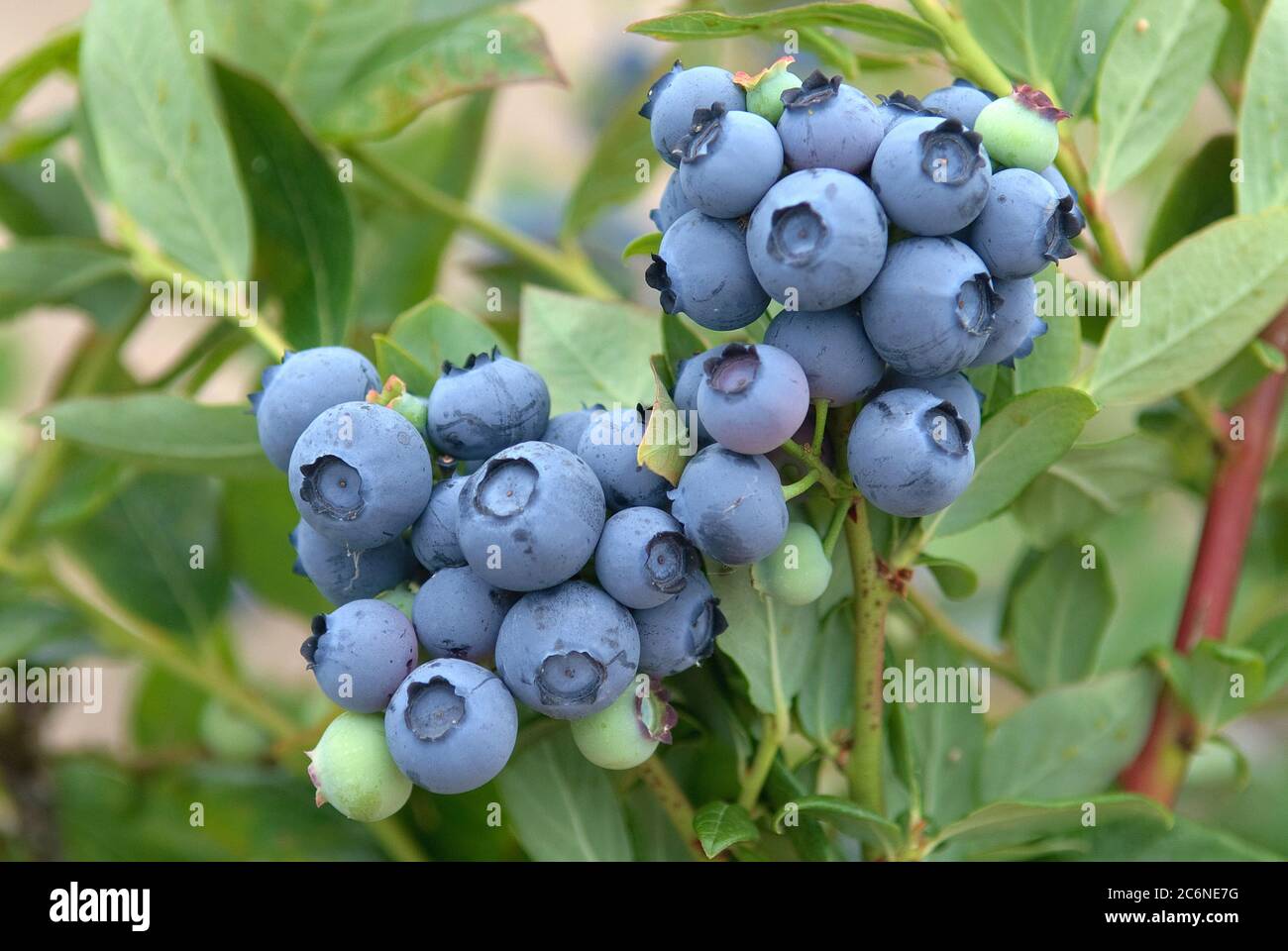 Heidelbeere Vaccinium corymbosum Duke, Blueberry Vaccinium corymbosum ...