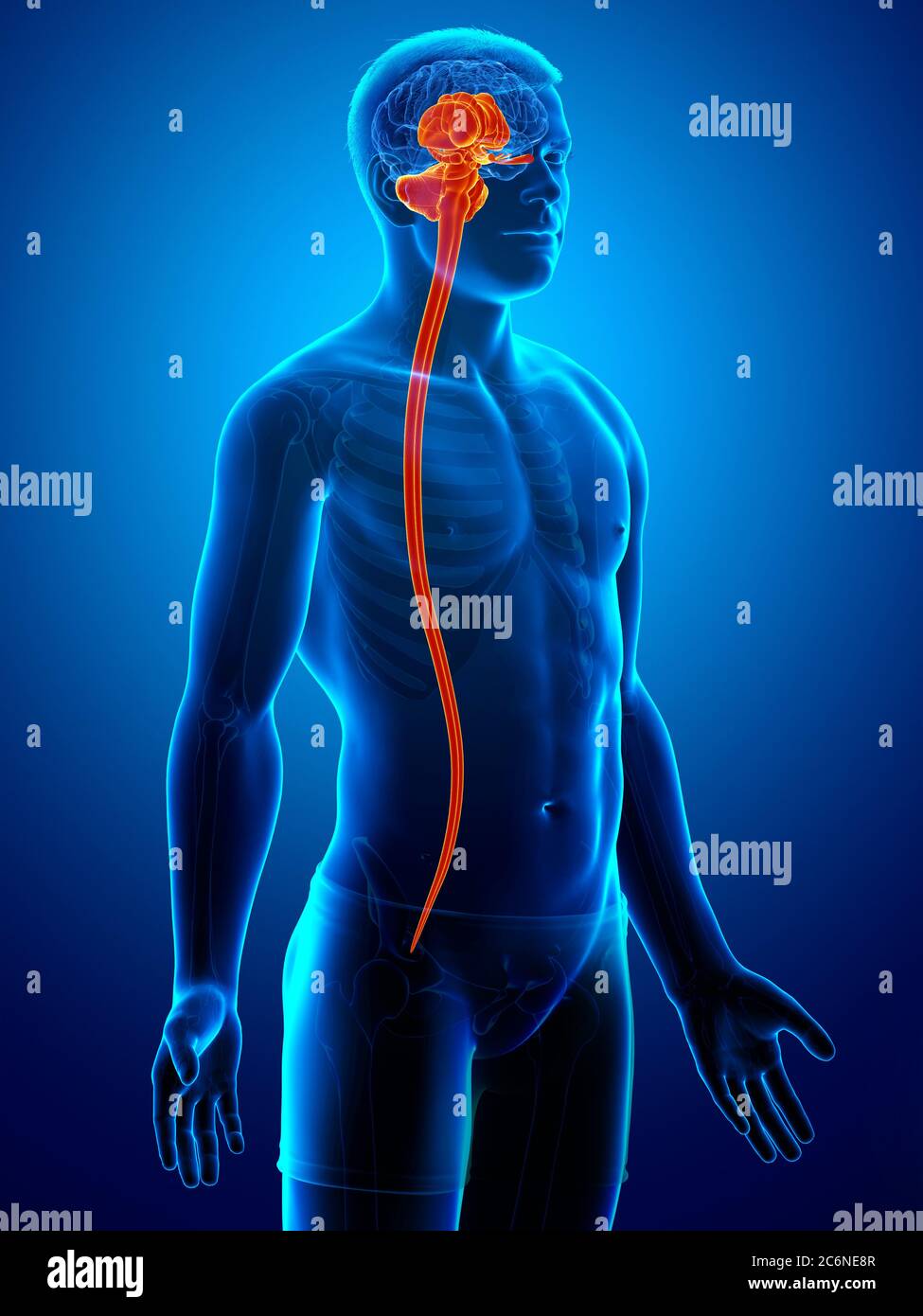 3d rendered medically accurate illustration of a male interior brain ...