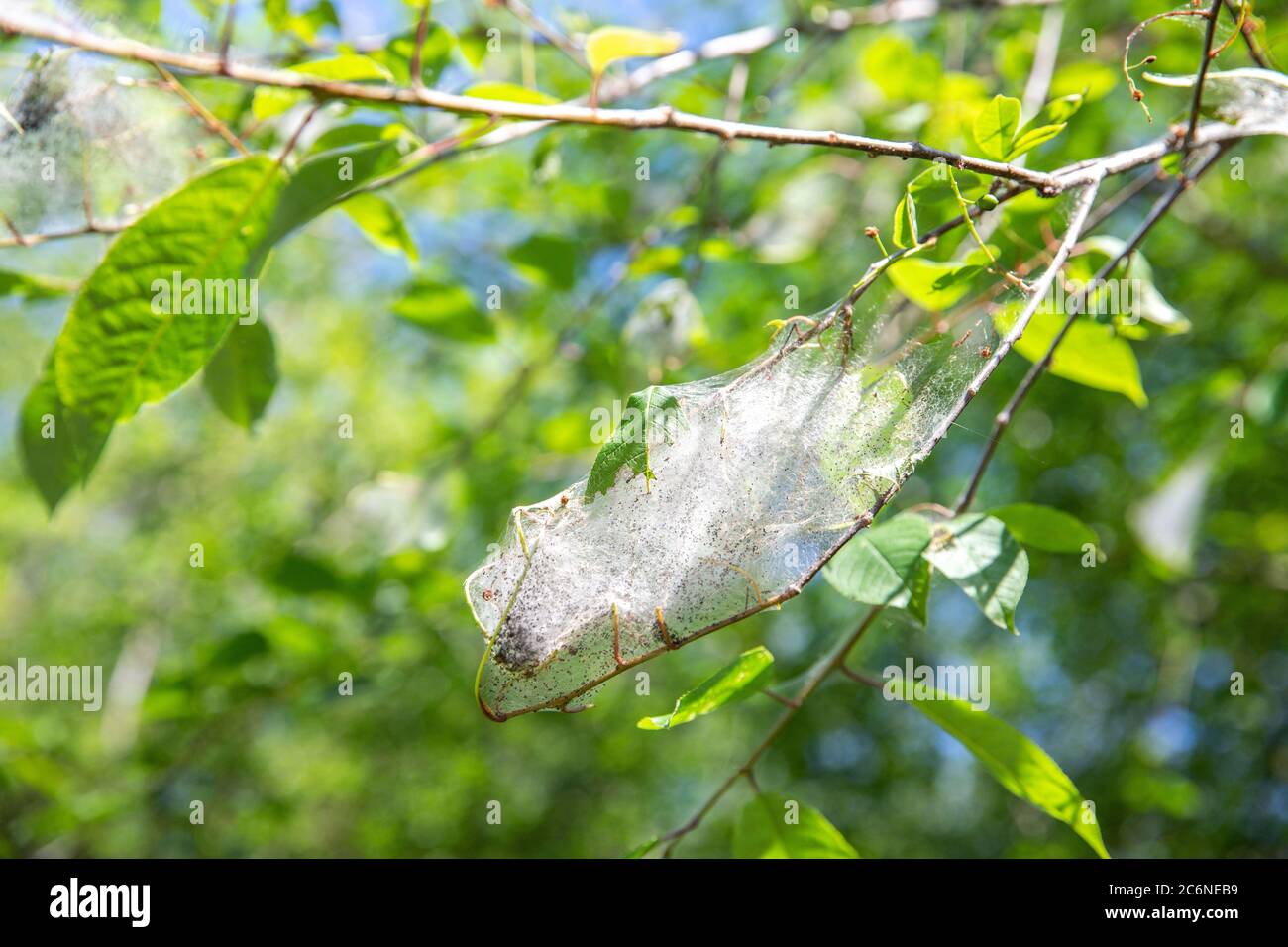 Tree Bird cherry in garden infested with spindle ermine moth caterpillars, covered with webs from the spider moth. Pest house. Close up. Disaster for Stock Photo