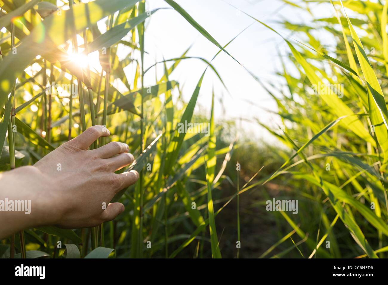 Man traveler walking trough fresh green reed, touches hand a lush long leaves at sunset. Summer backdrop Stock Photo